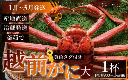 【先行予約】越前がに 大 (約900g～1kg前後)×1杯【1月～3月発送】 日本海 直送