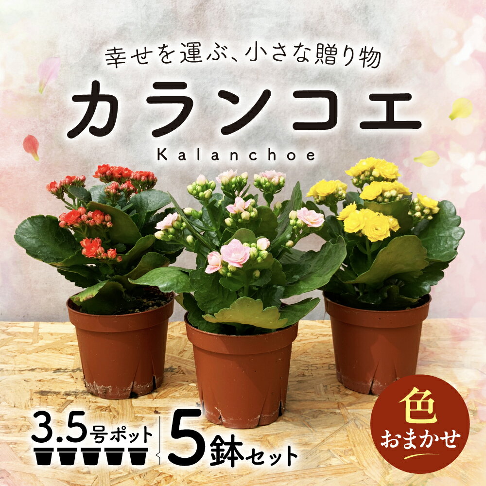 【ふるさと納税】カランコエ おまかせ 5鉢 サプライズ 花 プレゼント フラワー ギフト 贈り物 幸福 花屋 赤 3.5号 インテリア 新鮮 赤 ピンク 黄色 白 オレンジ [mt2052]