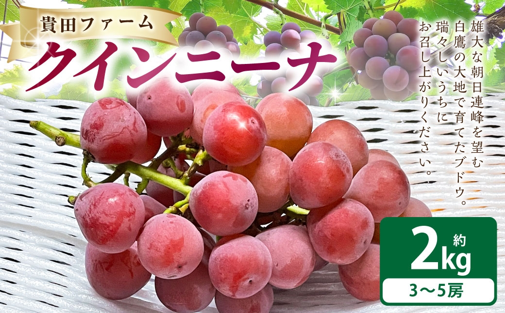 
                  クインニーナ 約2kg箱 （ 3～5房 ） ぶどう 果物 くだもの 果実 フルーツ 葡萄 ブドウ 果汁 国産 山形県産 糖度 【 2026年9月下旬～11月上旬まで順次発送予定 】
                
