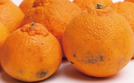家庭用　不知火 5kg+225g（傷み補償分）【デコポンと同品種】【わけあり・訳あり】【しらぬひみかん・しらぬい】【光センサー選別】【ikd055B】