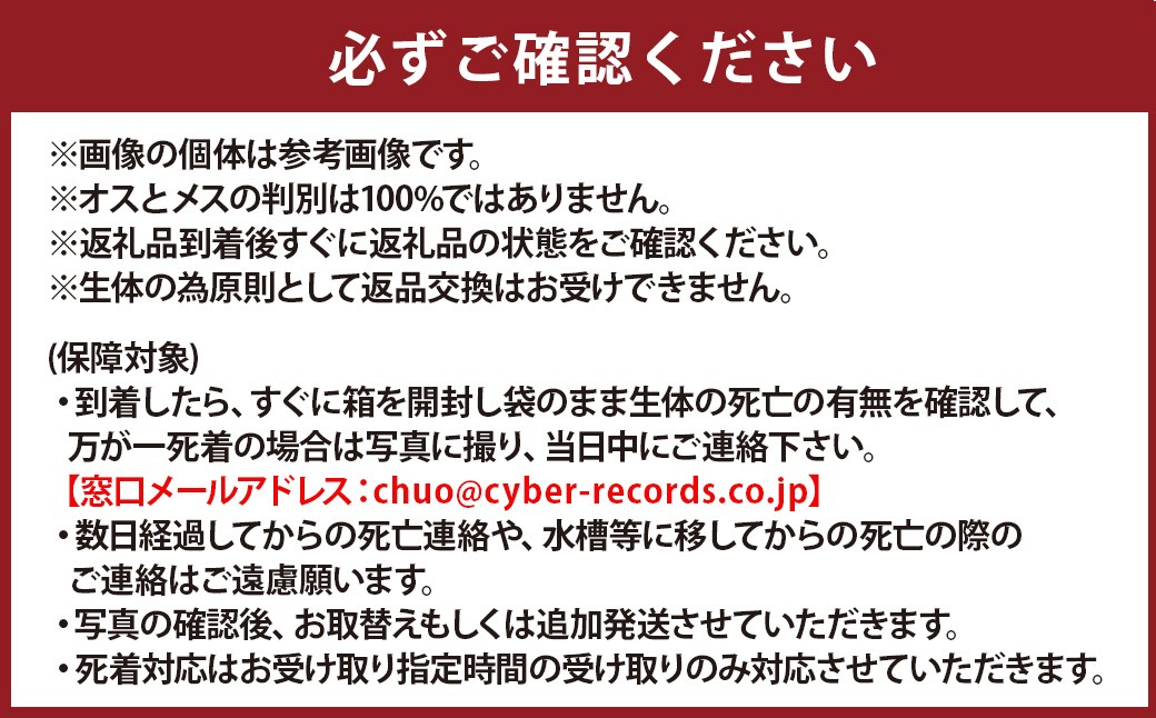 メダカ黒リアルロングフィン 1ペア 2匹