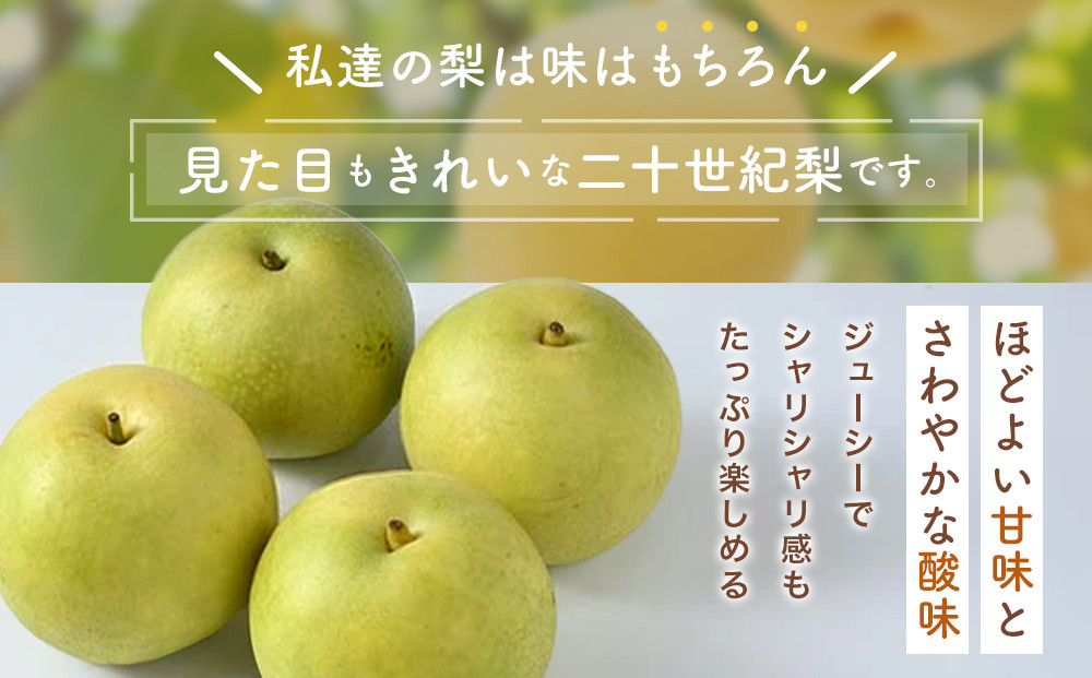 609.【先行予約】【贈答用】 二十世紀梨 5kg前後 (10個～14個前後) 鳥取県産 梨 なし※着日指定不可※2026年8月下旬～9月中旬頃に順次発送予定
