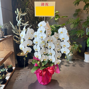 胡蝶蘭大輪5本立ち（1本につき10〜13輪蕾込）