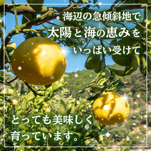 秀品 安和文旦5kg 高知県産 2026年2月より順次発送  文旦 文旦 文旦 文旦 ぶんたん ぶんたん ぶんたん ぶんたん