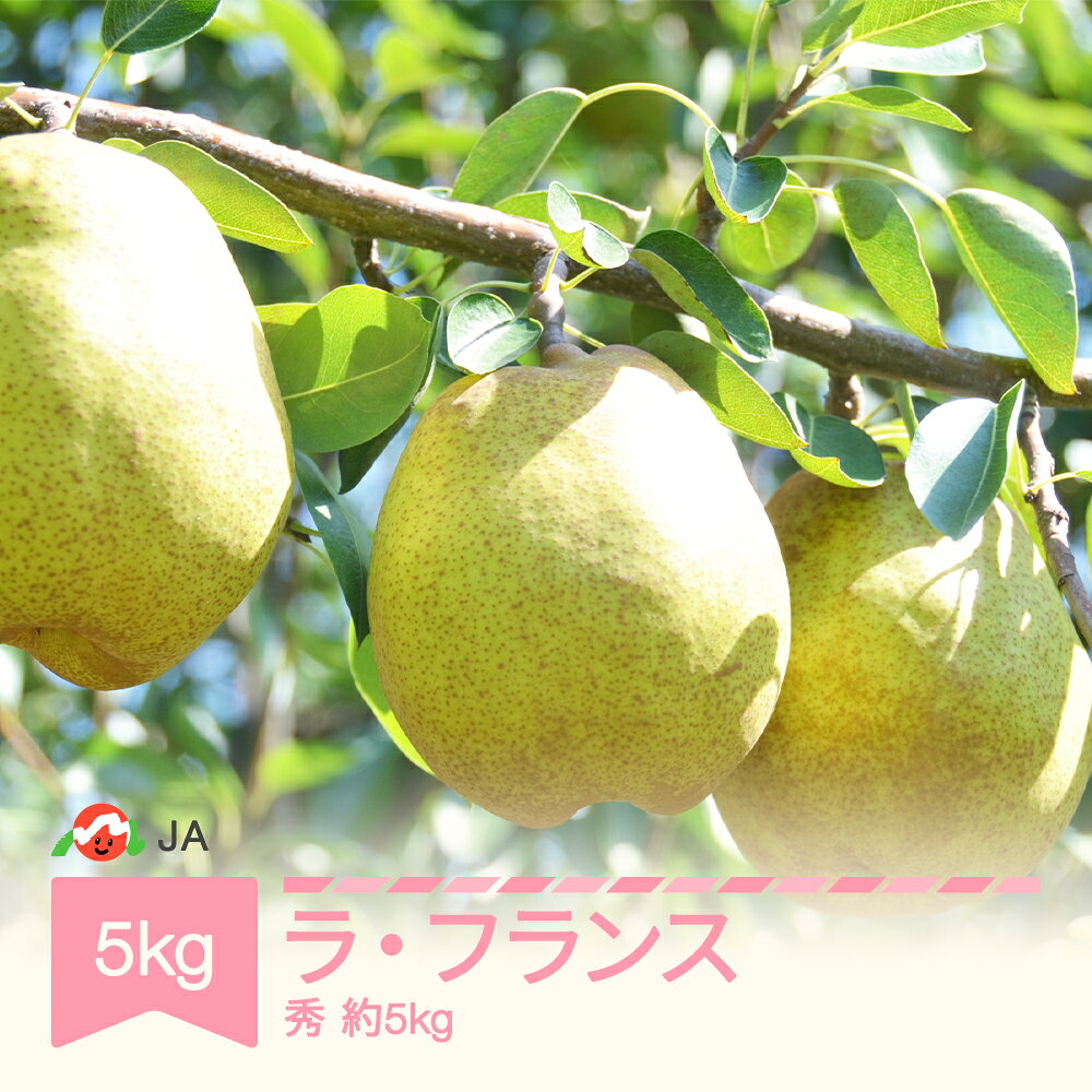 【ふるさと納税】【先行予約】ラ・フランス 洋梨 秀 約5kg 2026年産 令和8年産 果物 山形県産 送料無料 ※沖縄・離島への配送不可 ja-lasyx5