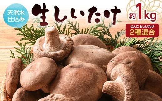 天然水仕込み生しいたけ 2種混合 約1kg 農家直送 生しいたけ シイタケ 椎茸 どんこ 混合 ミックス ご当地 グルメ 食品 1万円以下 F6L-1072