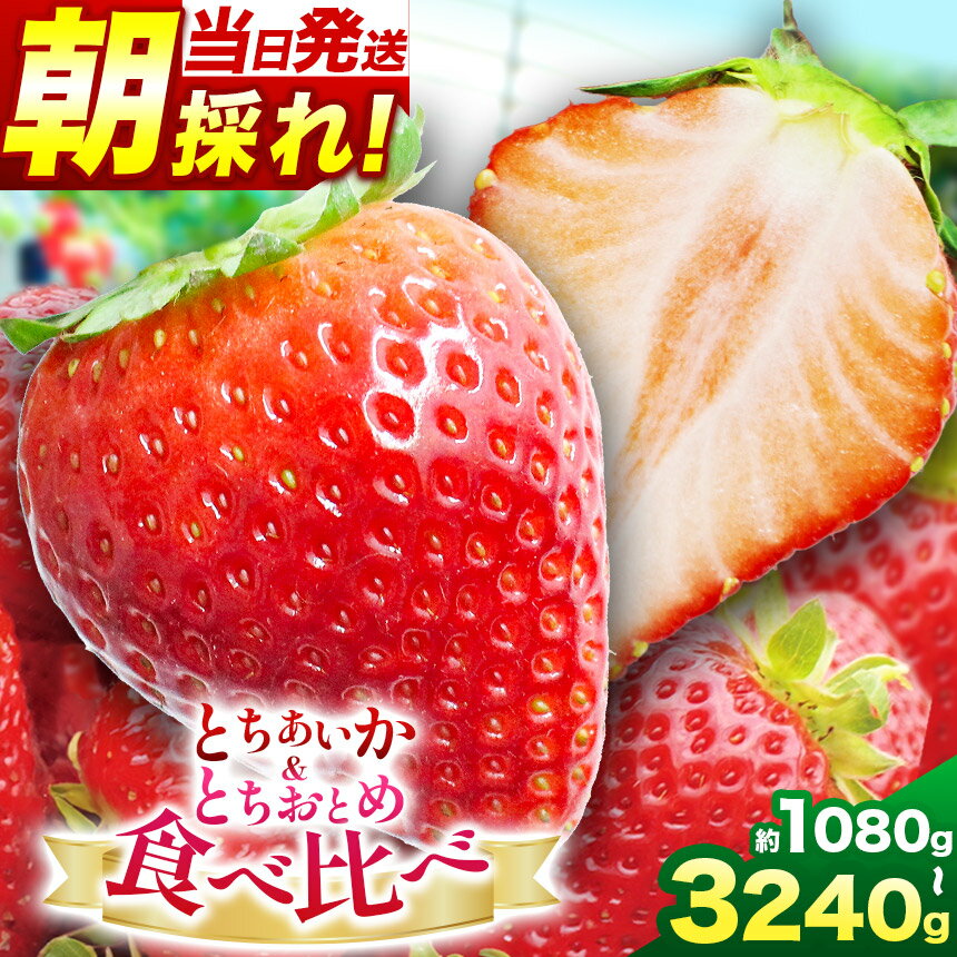【ふるさと納税】朝採れ当日発送！とちあいか＆とちおとめ食べ比べ 選べる内容量　 | 2026年 先行予約 苺 イチゴ とちおとめ とちあいか 食べ比べ 贈答用 数量限定 果物 フルーツデザート 人気 贅沢 たっぷり 大容量 朝採れ当日発送 栃木県 那珂川町 送料無料