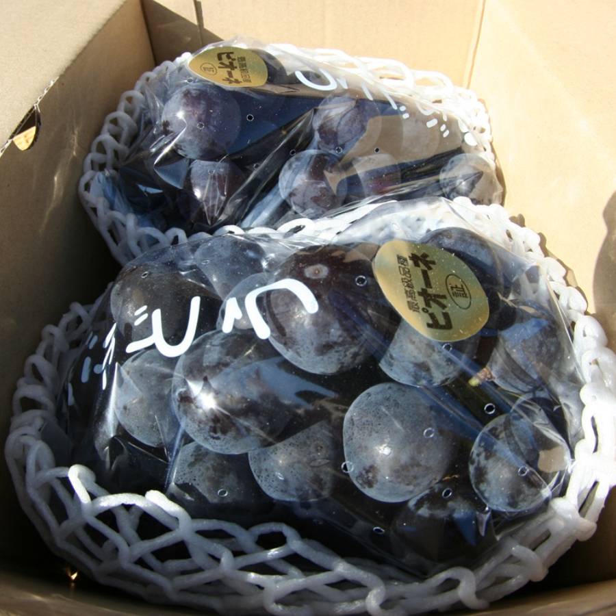 ＜池田鹿蔵農園＞朝採り「ピオーネ」1.2kg（2～3房）