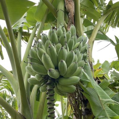 ふるさと納税 西原町 吊るして追熟!飾れる沖縄アップルバナナ2kg |  | 01