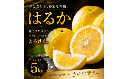 【選ぶならこれ】 酸味ほぼなし 【はるか】 5kg 愛媛県産 【2027年2月上旬頃から順次発送】 | みかん ミカン mikan 蜜柑 訳ありフルーツ 柑橘 果物 おすすめ お勧め お取り寄せ ギフト 愛媛県 松山市