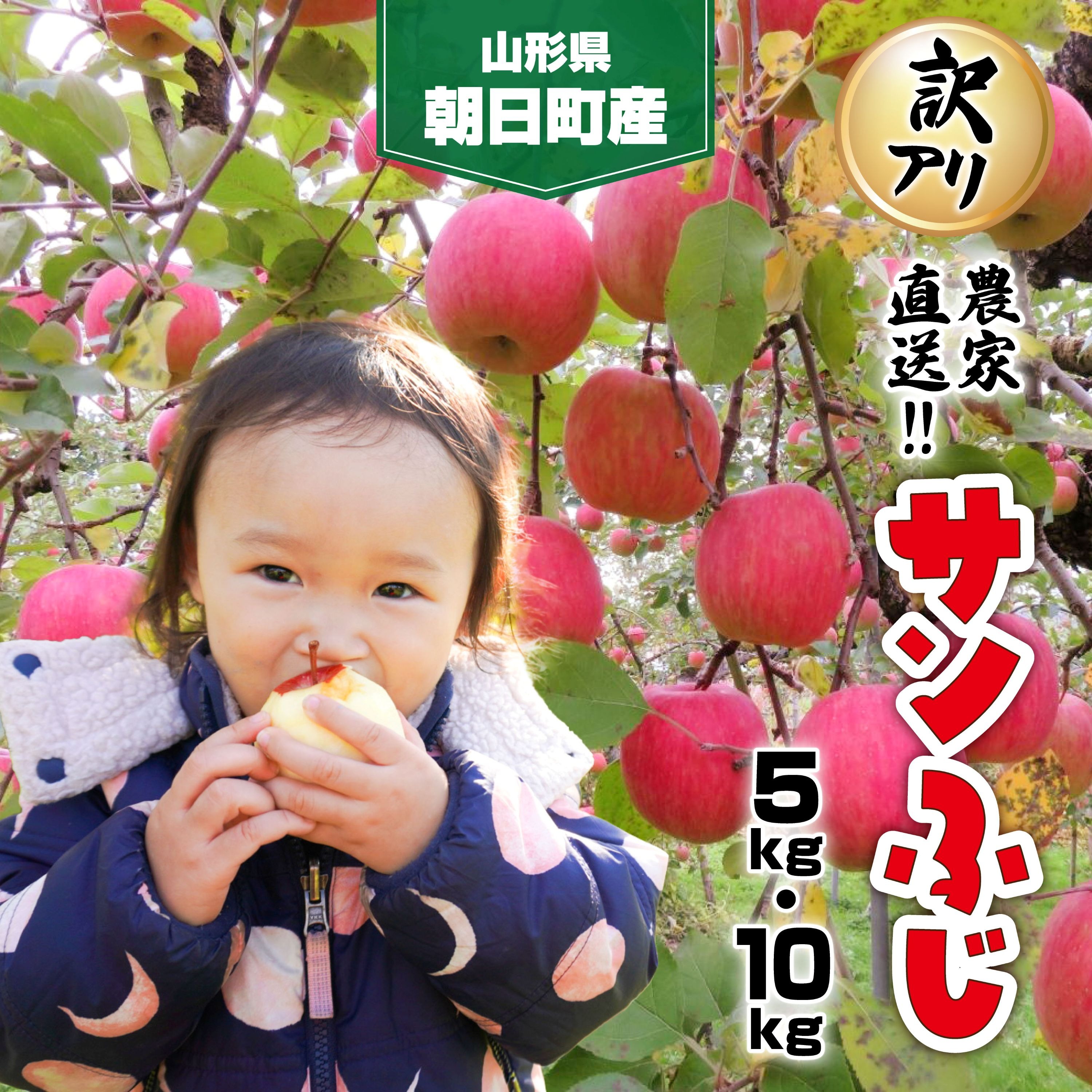 【ふるさと納税】 りんご 【 ご家庭用 訳あり 】 サンふじ 選べる容量 5kg 10kg 【2026年11月下旬～発送】 山形県 朝日町産 農家直送 山形県産 特産 果物 フルーツ リンゴ 林檎 秋 冬 送料無料