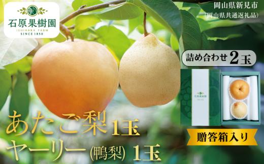 詰め合わせ 2玉 贈答箱 赤秀 あたご梨1玉・ヤーリー(鴨梨)1玉 【先行予約 2026年11月中旬から順次発送】