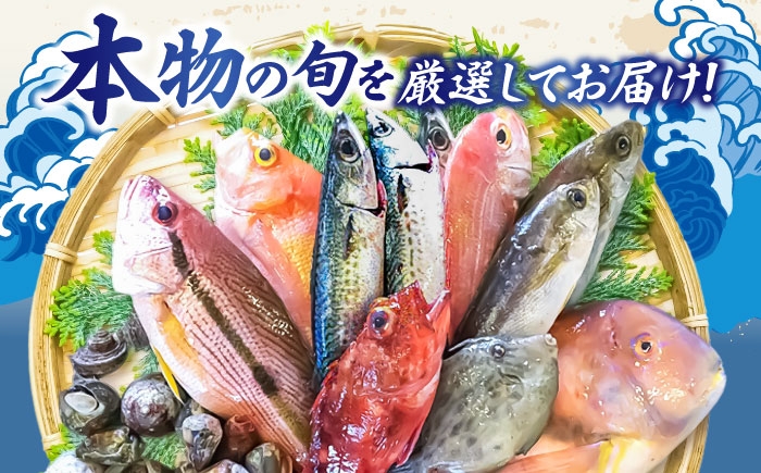 旬 おまかせ 定期便 鮮魚セット 地魚 魚 鮮魚 刺身 セット 詰め合わせ
