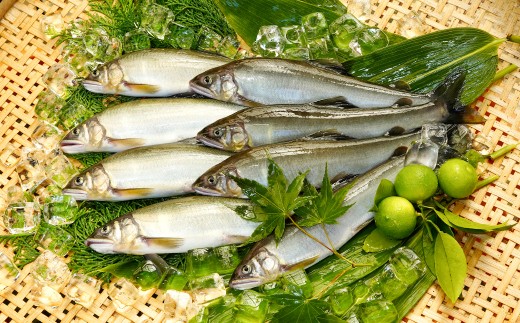 日野川育ちの「夏香鮎」瞬間冷凍1kg(約12～14尾）
