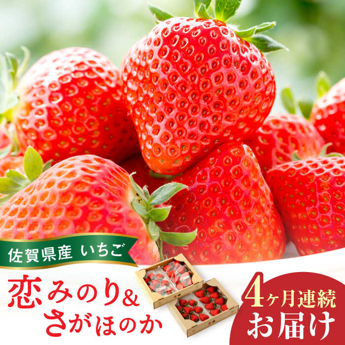 【ふるさと納税】【全4回定期便】交互にお届け！恋みのり・さがほのか 220g×2パック×4回 / イチゴ 苺 フルーツ 果物 / 佐賀県 / 鐘ヶ江農園 [41ASBK002]