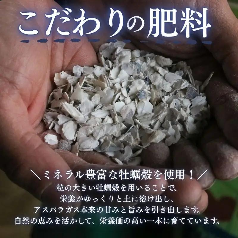 アスパラガス 1kg M～Lサイズ 京都 久御山 朝採り 先行予約 夏芽 アスパラガス