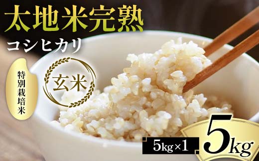 2026年産 特別栽培米 太地米完熟 【こしひかり】 玄米 5kg ブランド米 お米 人気 F7X-0666