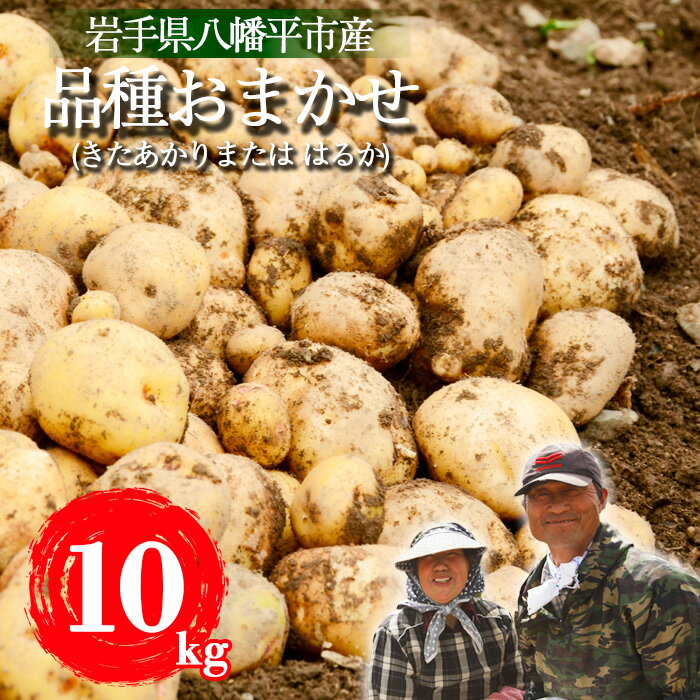 【ふるさと納税】 ジャガイモ じゃが芋 松浦農園 岩手県産 じゃがいも 品種あまかせ きたあかり または はるか 10kg ／ いも 芋 お芋 キタアカリ ハルカ 馬鈴薯 ばれいしょ 野菜 お野菜 やさい 期間限定 季節限定 おすすめ 岩手県 八幡平市 送料無料 産地直送 農家直送 直送
