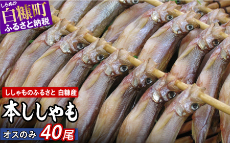 しらぬか産 本ししゃも【オス40尾】_A022-1025