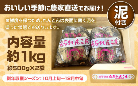 【金賞受賞！】松尾青果のこだわり白石れんこん 約1kg（500g×2袋）【松尾青果】[IBD015]