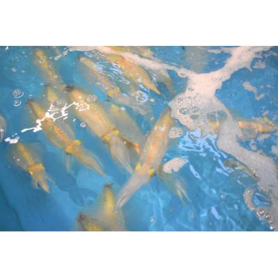 ふるさと納税 福津市 これは食べなイカん!! お刺身アオリイカ600g(50g×12パック)[F0063s] |  | 02