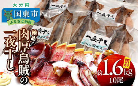 1836R_【訳あり】絶品！肉厚するめ烏賊一夜干したっぷり10尾（1.6kg以上）