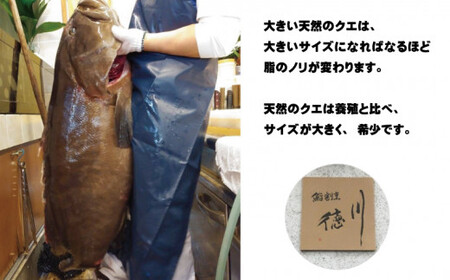 【冷蔵】天然 高級クエ 10kg 台  クエ鍋セット 3人前(250g×3) 【2024年11月下旬から2025年2月下旬までに順次発送致します。】 / 高級 海鮮 お魚 魚  くえ鍋 クエ鍋 くえ 