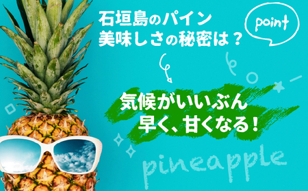 【先行受付】石垣パイン 3個セット ボゴール種【2026年5月初旬～6月初旬発送予定】MI-004