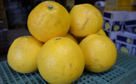 浜田巧の土佐文旦10kg家庭用