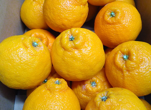 【先行予約】【お試し！】Saito Orange Farmの不知火2kg ※離島への配送不可（2026年2月下旬頃より順次発送） 【ふるさと納税 人気 おすすめ ランキング みかん ミカン 蜜柑 柑橘