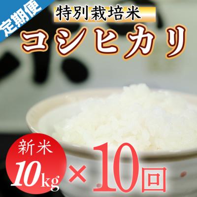 ふるさと納税 三原村 令和7年産 (精白米)　特別栽培米　こしひかり10kg×10袋