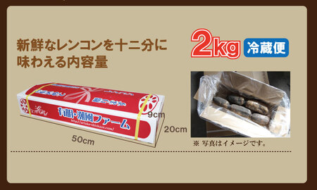 【先行予約】佐賀県産泥付きれんこん（2kg） れんこん 潮風F A070-029