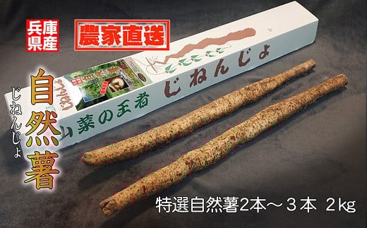 
            【11月下旬から発送開始】農家直送！朝来市産特選自然薯(じねんじょ) 2㎏ 数量限定 季節限定 自然薯 じねんじょ 山芋 やまいも とろろ 美容 健康 体にやさしい 滋養強壮 栄養満点
          