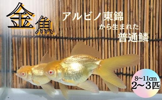 
【金魚】アルビノ東錦から生まれた普通鱗(通常の鱗)　2～3匹（8cm～11cm）
