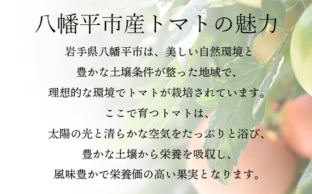 【2026年7月中旬発送開始予定】 岩手県産 採れたて ミニトマト サマー千果 約3kg 【十一代目藤助】 ／ ミニ トマト とまと 新鮮 旬 プチトマト 野菜 やさい 期間限定 季節限定 国産 八幡