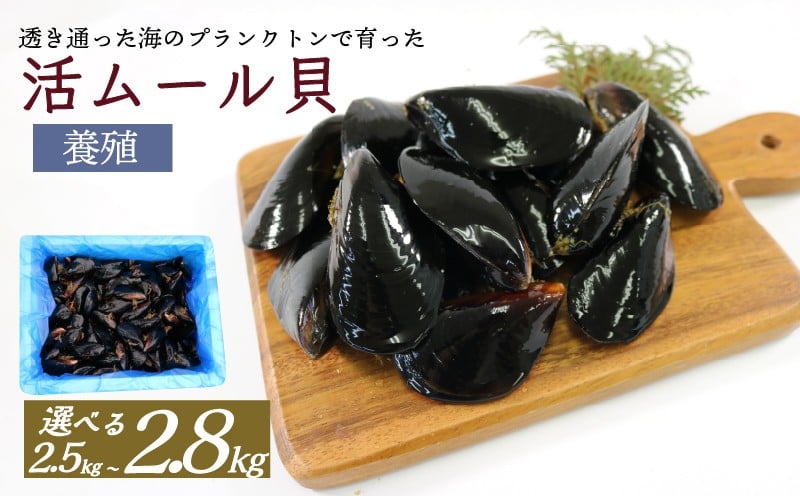 
            【季節限定】 国産 活ムール貝 選べる 2.5kg～2.8kg 冷蔵 ムール貝 むーるかい むーるがい ムラサキ貝 しゅうり貝 殻付き 新鮮 産地直送 旬 今が旬 お取り寄せ グルメ 国産ムール貝 三陸産ムール貝 晩酌 おつまみ ごはん 夜ご飯 海産物 三陸 岩手県 大船渡市
          