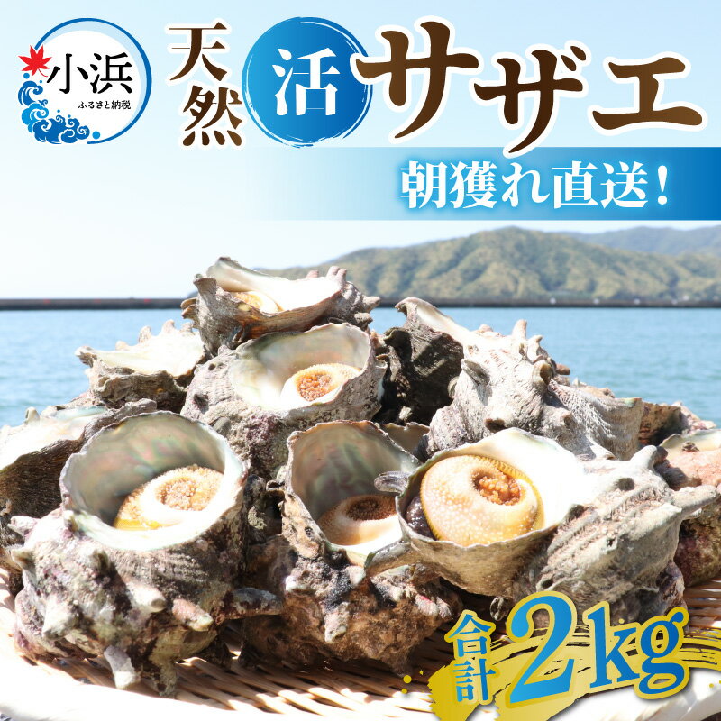 【先行予約】【期間限定】朝獲れ直送!若狭の天然活サザエ 2kg ｜貝 さざえ 酒の肴 おつまみ バーベキュー 2キロ