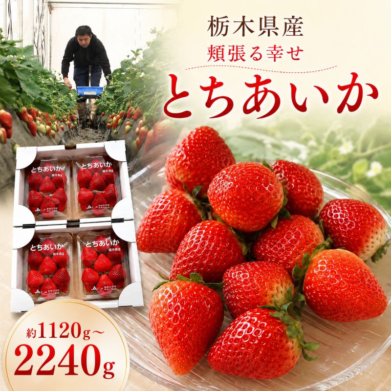 【ふるさと納税】いちご とちあいか 280g ×4P or 8P【2027年 先行予約】2026年12月より発送 | 頬張る幸せ とちあいか 減農薬 子供 お子様 食べやすい 美味しい ご褒美 甘い スイーツ お取り寄せ 朝採れ いちご イチゴ 苺 フルーツ 果物 産地直送 栃木県 矢板市