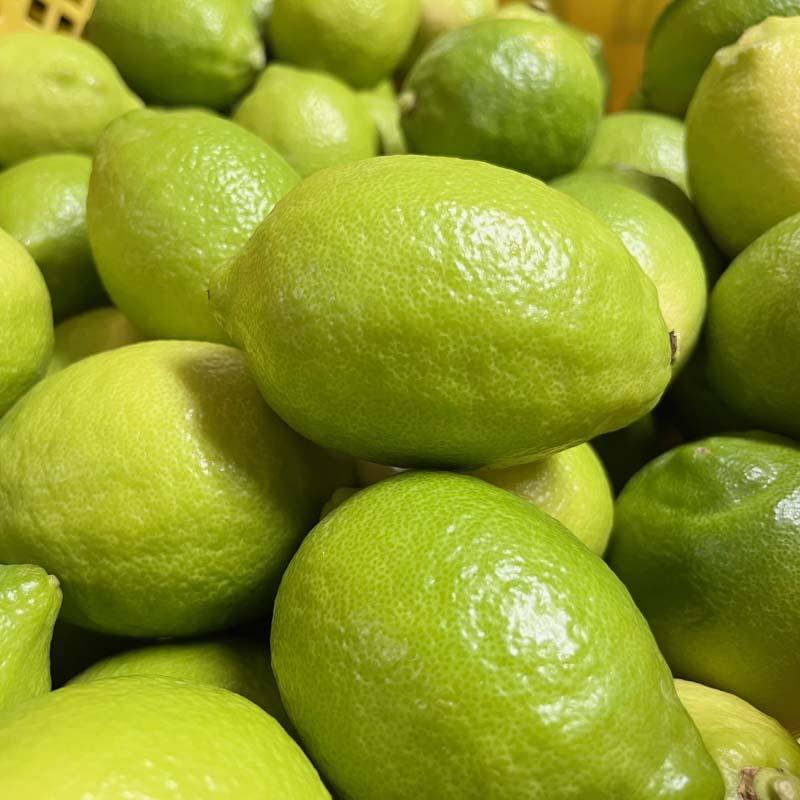 紀州和歌山 有田レモン 約3kg［農家直送］［先行予約］［MS68］