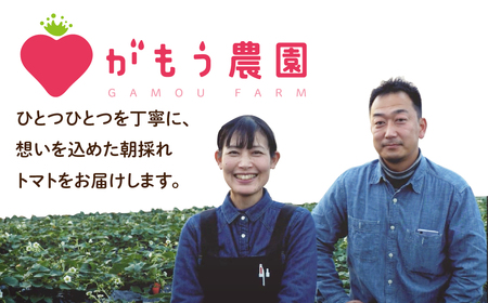 【 先行予約 】朝採り 完熟トマト 4kg（大玉）トマト 鮮度抜群 がもう農園 直送 トマト 7月より発送 福島県 田村市