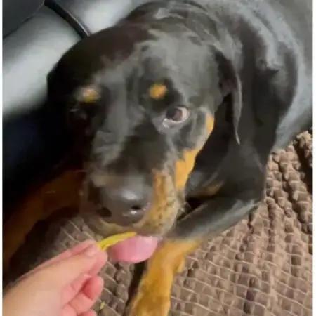 茨城県産ほしいもの未利用部分を使用した犬の無添加おやつ(フレークタイプ90g×4袋)【配送不可地域：離島・沖縄県】【1729693】