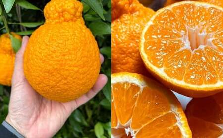 [2～4月発送] 樹上完熟 島不知火 約3kg(10～12個程度)