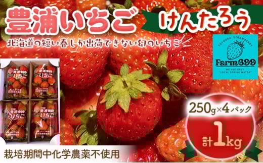 【2026年4月下旬以降順次発送】豊浦いちご　250ｇ×4パック【 ふるさと納税 人気 おすすめ ランキング 果物 いちごイチゴ 苺 大玉 大粒 けんたろう おいしい 美味しい 農園直送 採れたて 新鮮 産直 苺 ストロベリー 北海道 豊浦町 送料無料 】 TYUAH003