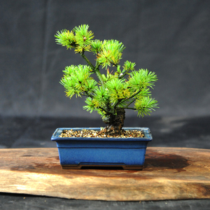 赤石の泉 赤石五葉松（鉢植え） I-30