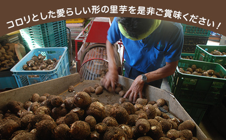 新潟県聖籠町産 里芋3kg（2Lサイズ）【伊藤農園】