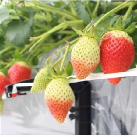 宇川農産「いちご狩り」入園券(大人1名)【1571477】