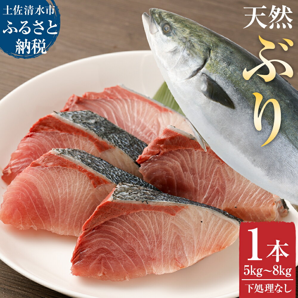 【ふるさと納税】（令和8年3月発送） 土佐清水産天然ぶり まるごと1本（5kg～8kg）下処理なし（内臓除去無し）【※着日指定不可※】鮮魚 鰤 ブリ ぶり大根 刺身 ぶりしゃぶ 天然 高知県 土佐清水市 送料無料 しゃぶしゃぶ たたき 海鮮丼【R00873】