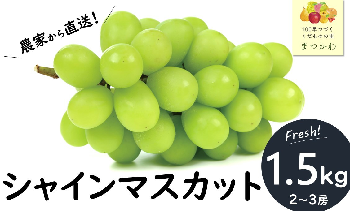 
            KG12-24A ぶどう シャインマスカット 贈答  約1.5kg//種なし 長野県 松川町産 南信州 葡萄 シャイン マスカット 高品質 2～3房 高糖度
          