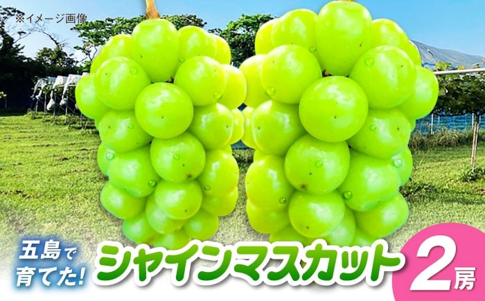 
            シャインマスカット 2房 五島市/HPIファーム [PCP017]
          