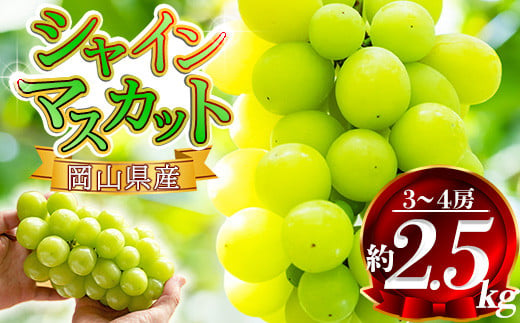 岡山県産 シャインマスカット 約2.5kg前後（3房～4房）9月～発送予定 先行予約  / 関連キーワード 家庭用 岡山 岡山県 晴王 はれおう ハウス 2024年発送 岡山県産 シャインマスカット 葡萄 ぶどう 果物 くだもの フルーツ 訳あり 700g 1400g 1.2kg以上 1.4kg 1kg 1房 2.0 2キロ 1房 2房 3房 4房 /